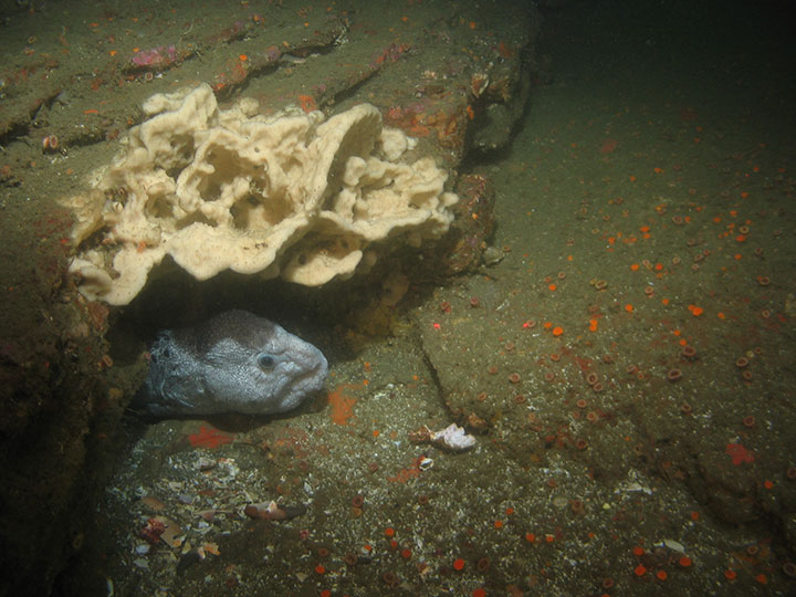 green mud covers stepped rocks, a large white sponge creates a shadowy overhang, a white gray head pokes out of the overhang, a wolf eel, black speckles start at its neck running down its back, its head is round and warty featuring a grizzled mouth slightly ajar